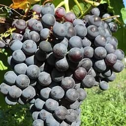 Саджанець Agro-Market Виноград Гурзуфський Рожевий (винний сорт, ранній, мускатний) (50838) 1 шт. в пакуванні