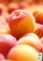 Саджанець Agro-Market Абрикос Цунамі (літній сорт, ранній термін дозрівання) 1 шт. в упаковці (39876) - мініатюра 3