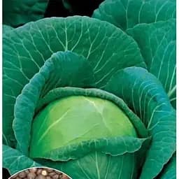 Насіння Весна на вагу Капуста Амагер ціна за 6 г (13389)