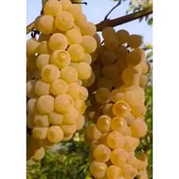 Саджанець Agro-Market Виноград жовтувато-зелений з коричневим загаром Челентано (Celentano) (преміальний соковитий винний сорт) 1 шт. в упаковці (44315)