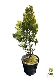 Кипарисовик Лавсона "Alumi Gold" С2 висота 25-35см (176877) 1 саджанець - мініатюра 2