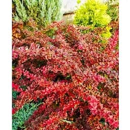 Барбарис Тунберга 3-х річний "Coronita" С3 висота саджанця від 25см (175130) 1 саженец