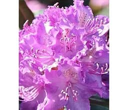 Саджанець Agro-Market Рододендрон гібридний 2-х річний Alfred С2 висота 25-40 см (183553) 1 шт. в упаковці