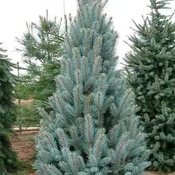 Ель колючая Agro-Market Iseli Fastigiate С7.5 высота 60-70 см 188131 1 саженец в упаковке