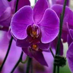 Саджанець Agro-Market Орхідея (Phalaenopsis) Purple (50231) 1 шт. в упаковці (кімнатний)