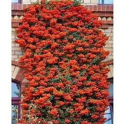 Піраканта "Orange Glow" 3-річна (висота 80-100см) (184990) 1 саженец