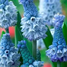 Мускари "Azureum" (размер 5/6, большой) 5 шт (39447)