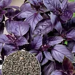 Насіння Agro-Market Базилік фіолетовий на вагу ціна за 3 г (13384)