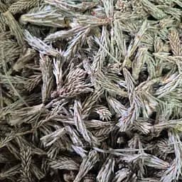 100 г сосна побеги молодые сушеные – свежий урожай