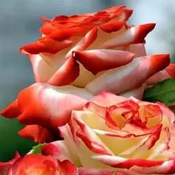 Троянда чайно-гібридна Agro-Market Імператриця Фарах саджанець класу АА+ вищий сорт 1 шт. в упаковці (17347)