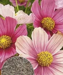 Семена Весна Космея Космос, на вес, цена за 2 г (32200)