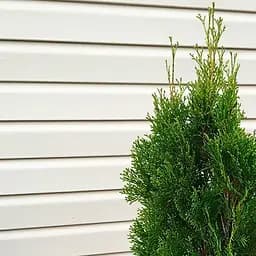 Саджанець Agro-Market Туя складчаста Gelderiand контейнер P9 (176610)