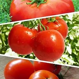 Томат червоний "Суміш кращих популярних сортів" ТМ "Весна"  3г (45519)