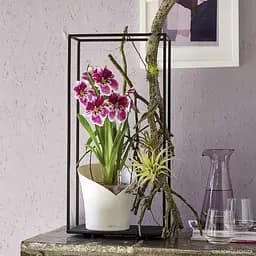Вазон Lechuza Orchidea, 1 л, білий (13960) - мініатюра 9