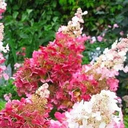 Саджанець Agro-Market Гортензія волотиста 2-х річна Pinky Winky висота саджанця 25-45см (62101)