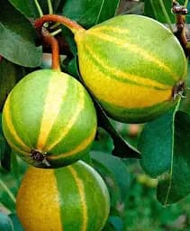 Саджанець Agro-Market Азіатська груша зелена з бронзово-коричневими смужками Тропічний острів (Tropical island) (преміальний дуже соковитий сорт) 1 шт. в упаковці (48916)