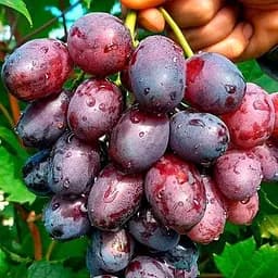 Саджанець Agro-Market Виноград Нізіна (середній термін дозрівання) 1 шт. в пакуванні (21270)