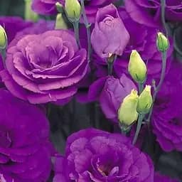 Еустома махрова "Advantage Purple" укорінена в контейнері Р9 (50469) 1 саженец