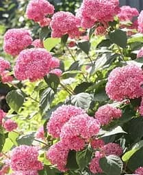 Гортензія Agro-Market Pink Annabelle 3-х річка деревоподібна 1 саджанець в упаковці - мініатюра 3