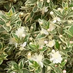 Мирт вариагатный комнатный Agro-Market Tarentina вазон р-9 (190338) 1 саженец в упаковке