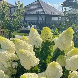 Саженец Agro-Market Гортензия метельчатая белая Белый гипноз (White Hypnose) (морозостойкий сорт) (контейнер P9) (103400)