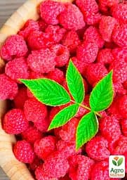 Саджанець Agro-Market Малина Діамантова (ремонтантний великоплідний сорт) 2 шт. в пакуванні (17671) - мініатюра 2