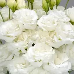 Эустома махровая "Arena White" укоренена в контейнере Р9 (51987) 1 саженец