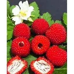 Саджанець Agro-Market Тібетська малина яскраво-червона Дивовижна (Amazing) (преміальний гібридний сорт, великі ягоди) Корневище 1 шт. (48185)