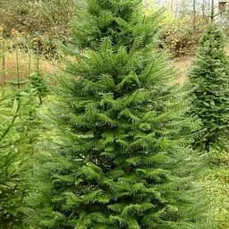 Псевдотсуга Мензиса Agro-Market Menziesii горщик P9 38182 1 саджанець в упаковці