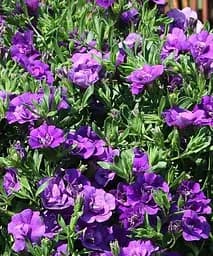 Калибрахоа Calita Double Blue (контейнер №10 высота 10-15 см) Agro-Market 1 саженец в упаковке (64399)