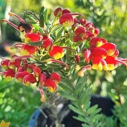 Гревиллея розмаринолистная 2-х летняя LMTD Fireworks 30 - 40 см 1 саженец (184889) 