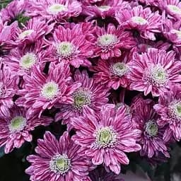 Хризантема кустовая среднецветковая "Hamilton" (177061) 1 саженец