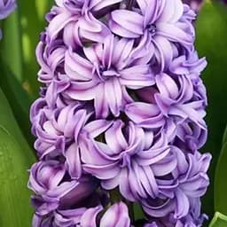 Гіацинт махровий "Lili Purple" (186363) 2 шт