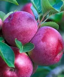 Саджанець Agro-Market Яблуня Спартан (зимовий сорт, пізній термін дозрівання) 1 шт. в упаковці (35436)