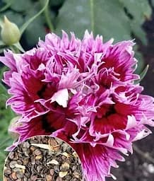 Семена Весна Гвоздика Китайская махровая смесь, на вес, цена за 2 г (22473)