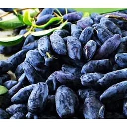 Саджанець Agro-Market Жимолість Югана (ранній термін дозрівання, морозостійкий сорт) 1 саджанець (43969)