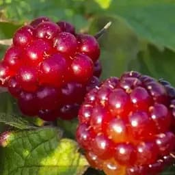 Княженика садовая Agro-Market "Пима" (Rubus arcticus 'Pima) популярный финский сорт, вазон Р9 (190878) (кореневище) 1 саженец в упаковке