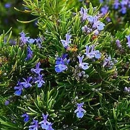 Розмарин морозостойкий "Madeline Hill" (187065) 1 саженец в упаковке