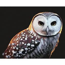 Картина за номерами Ideyka Гордий погляд Идейка KHO4395 40х50 см