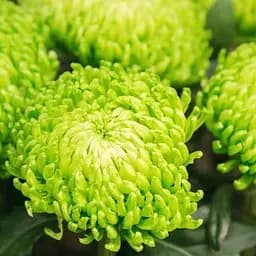 Хризантема "Komodo Green" (низкорослая крупноцветная) (185958) 1 саженец