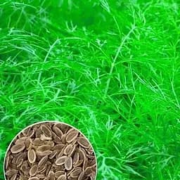 Семена Agro-Market Укроп Белли на вес цена за 20 г (48983)