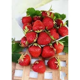 Саджанець Agro-Market Полуниця темно-вишнева Прикраса саду (Decorating the garden) 5шт (преміальний високоврожайний сорт) (44709) - мініатюра 5