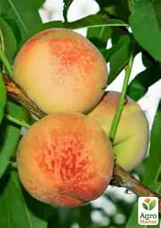 Саджанець Agro-Market Персик Чарівник (великоплідний сорт, ранній термін дозрівання) 1 шт. в упаковці (178437) - мініатюра 2