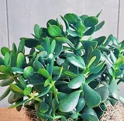 Саджанець Agro-Market Грошове дерево Blue Bird (крассула, товстянка) (178812) 1 шт. в упаковці