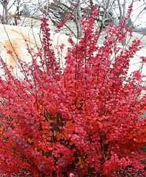 Барбарис Agro-Market Тунберга 3-х летний Golden Ring С3 высота саженца от 40 см 1 саженец в упаковке