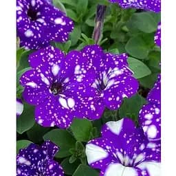 Петунія ампельна "Special Blue Splash" (контейнер №10 висота 10-15см) (49132) 1 саженец