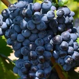 Саженец Agro-Market Виноград Мальбек (винный сорт) 1 шт. в упаковке (44320)