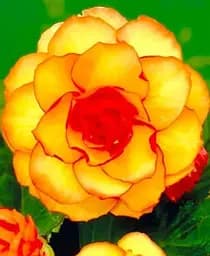 Клубень Agro-Market Бегония Пикоти 1 шт. (23417)