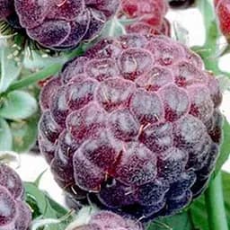 Саженец Agro-Market Фиолетовая малина Роялти (средний срок созревания) 1 шт.