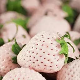 Саджанець Agro-Market Полуниця біла Анабланка (Anablanka) (середній термін дозрівання, ягоди не пошкоджуються птахами) 5 шт. в пакуванні (46043)